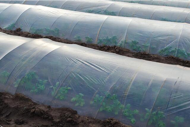 08037850e4e24a0293df47bab1a41d02_1107x738 (1)