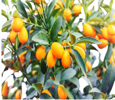 Screenshot_2023-10-23_100956__1_-removebg-preview