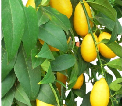 Screenshot_2023-10-23_101752__1_-removebg-preview