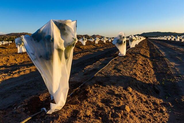 agriculture-nonwovens (1)